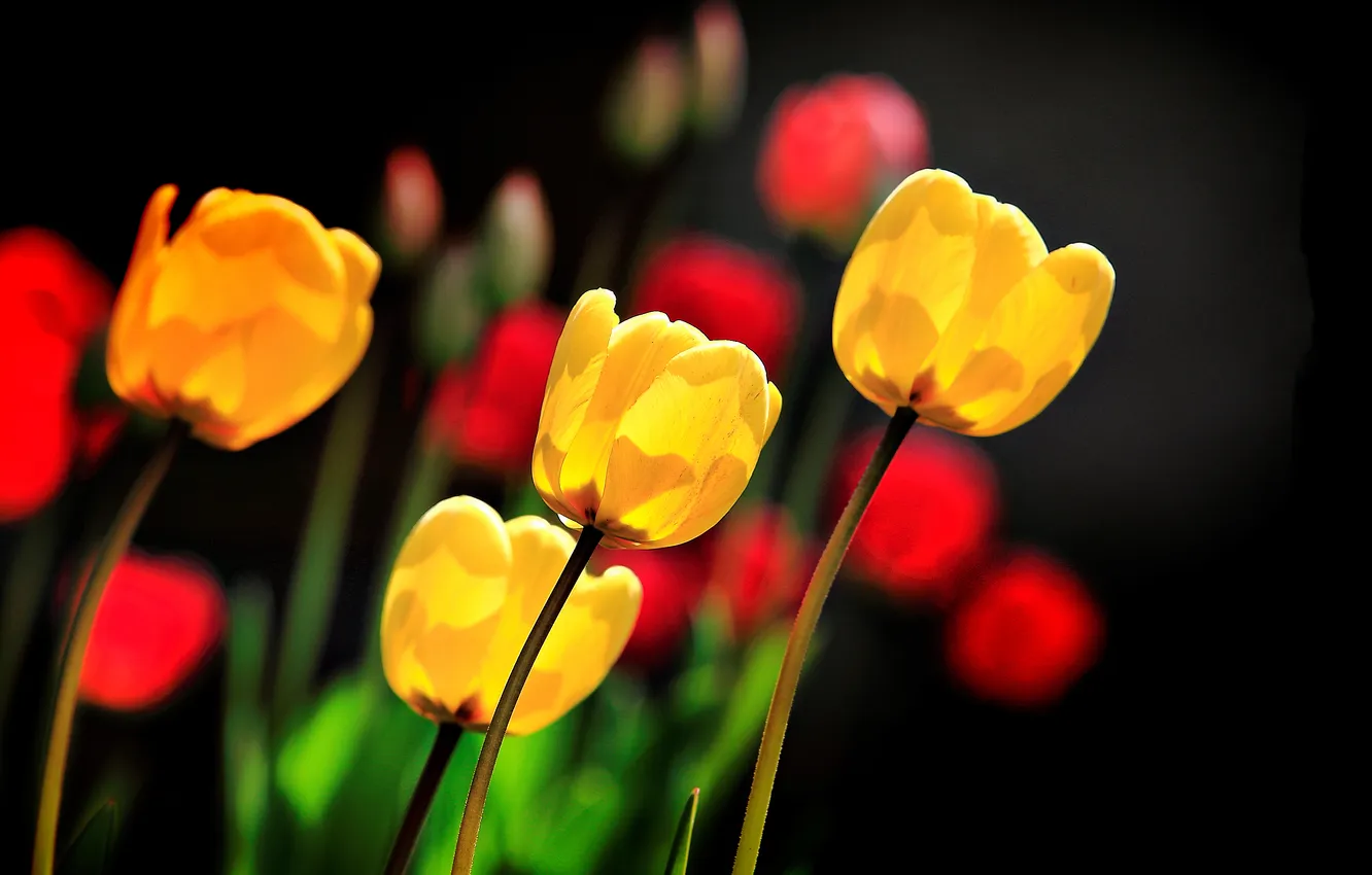 Photo wallpaper light, flowers, yellow, red, spring, tulips, black background, bokeh