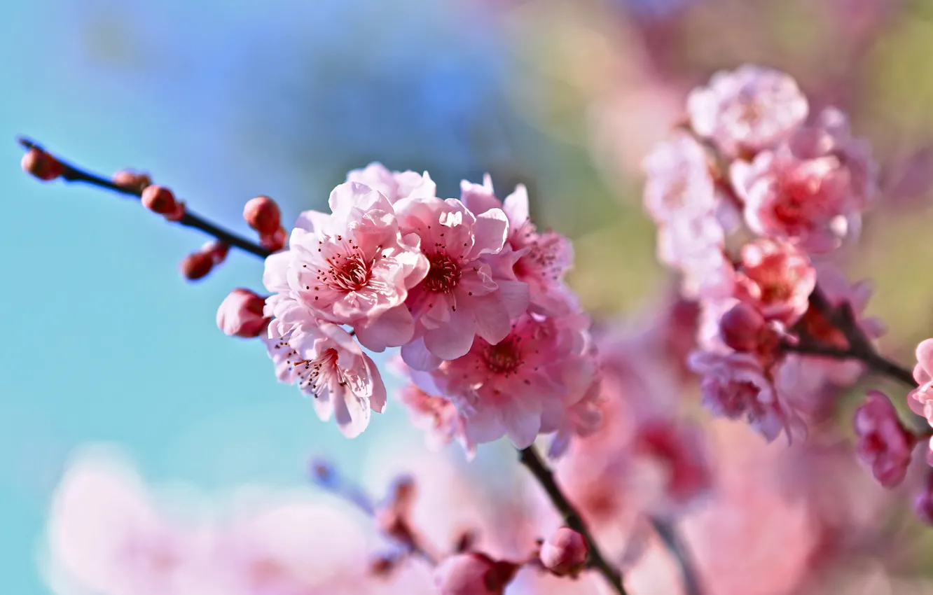 Photo wallpaper flowers, branches, cherry, background, spring, blur
