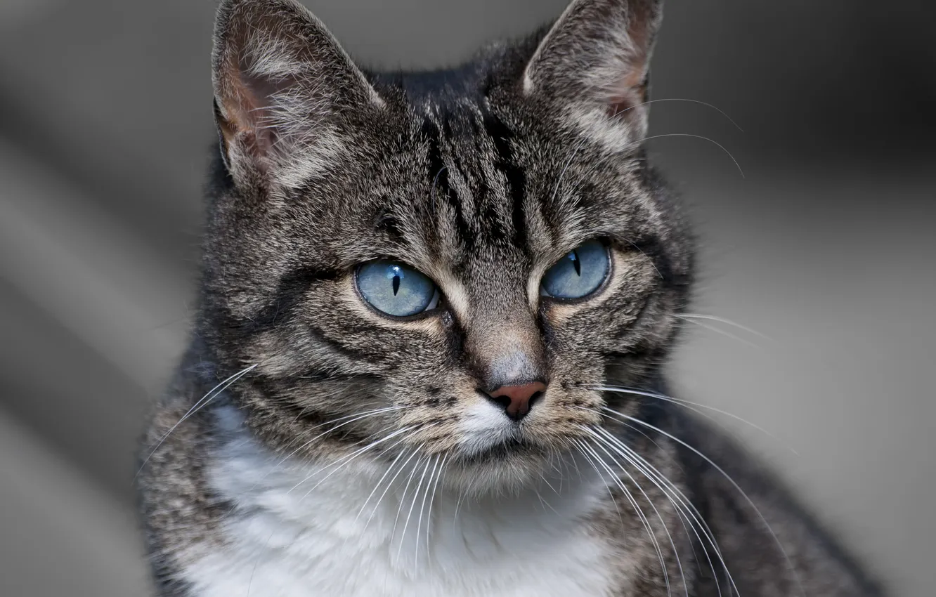 Photo wallpaper cat, look, animal, color, ears, blue eyes