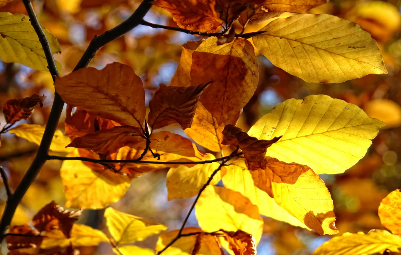 Photo wallpaper autumn, leaves, trees, nature, macro photography, autumn Wallpaper