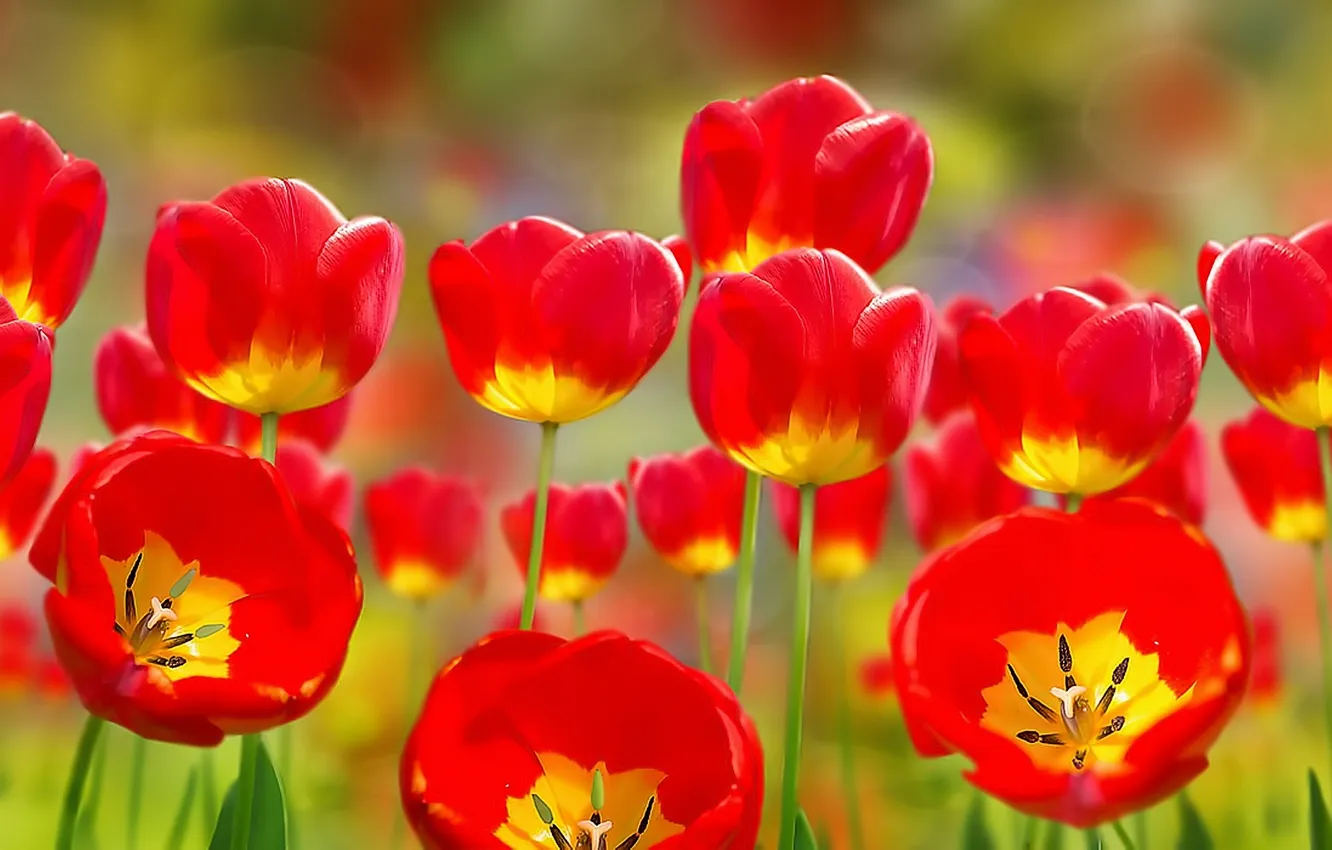 Photo wallpaper collage, tulips, buds