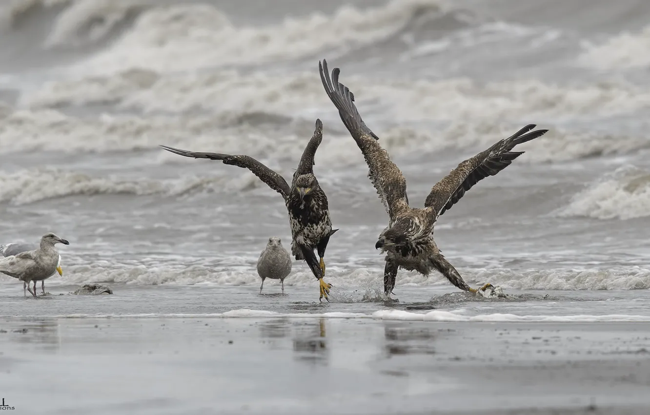 Photo wallpaper beach, nature, bird, shore, DUELL ©