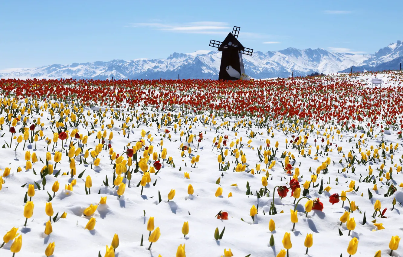 Photo wallpaper snow, mountains, windmill, mill, China, tulips