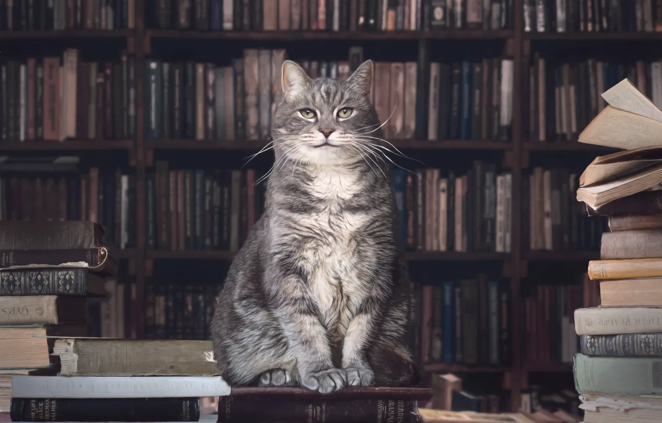 Photo wallpaper cat, cat, treatment, book, library, photoart