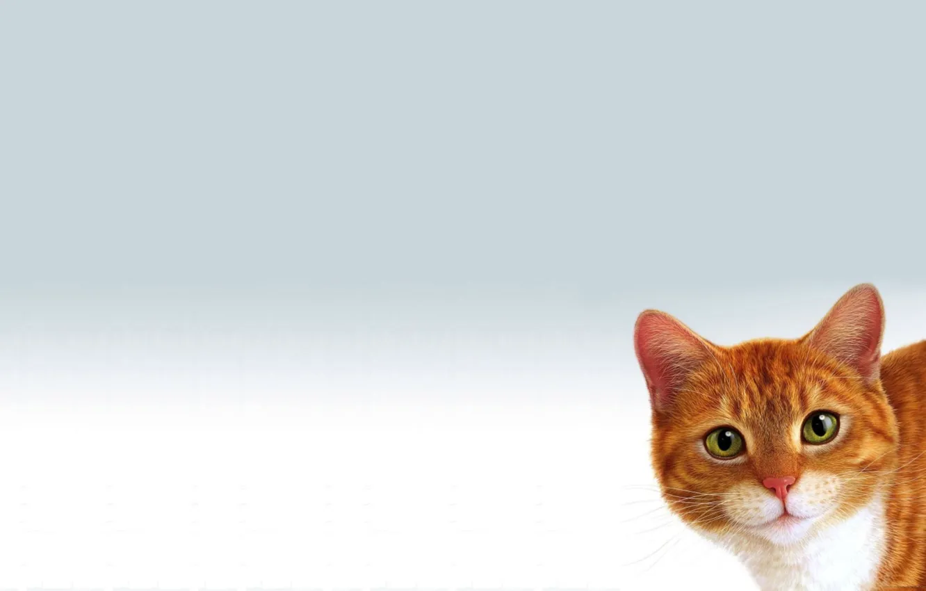 Photo wallpaper cat, white background, red, Peeps