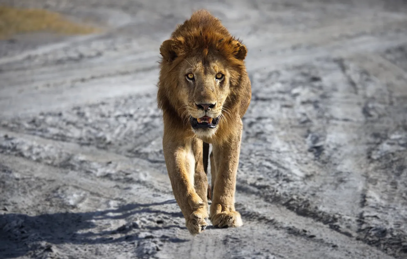 Photo wallpaper lion, mane, walking