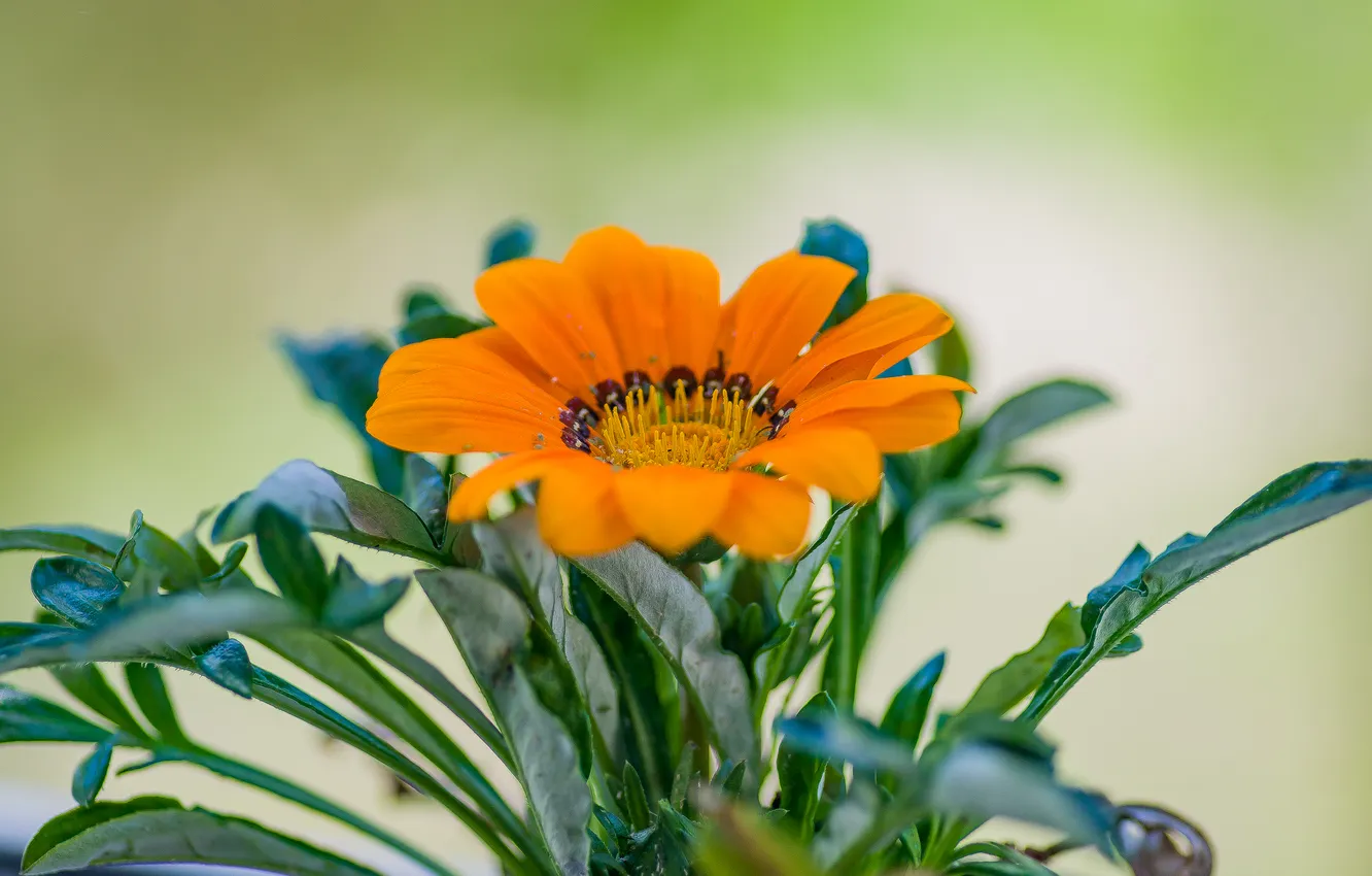 Photo wallpaper macro, flowers, nature, gazania
