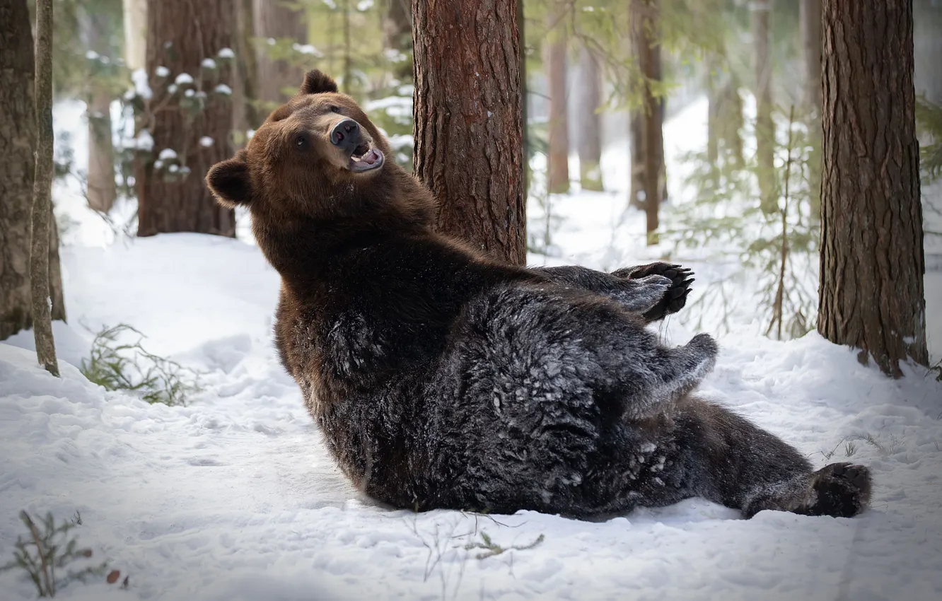 Photo wallpaper forest, snow, trees, bear, Bruin, Svetlana Pisareva