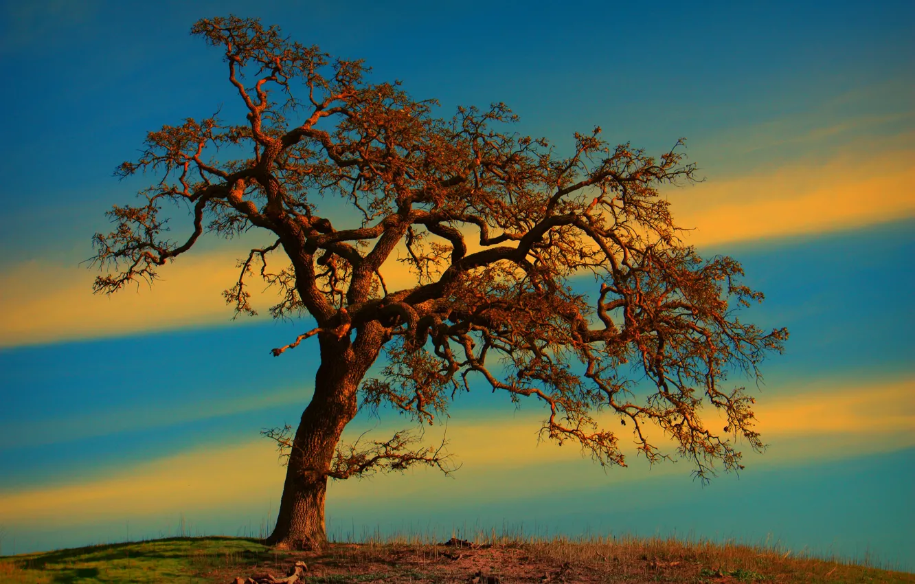 Photo wallpaper the sky, grass, clouds, trees, hills