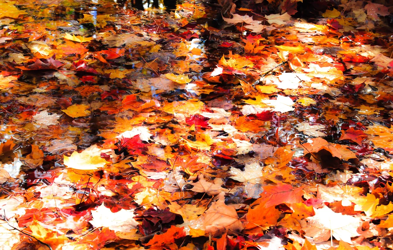 Photo wallpaper autumn, leaves, water, light, bright, falling leaves, pond, maple