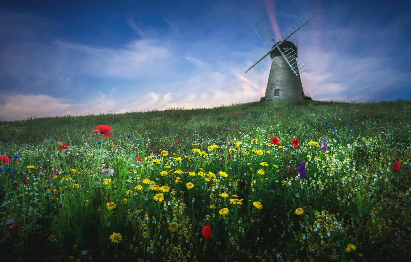 Photo wallpaper greens, field, summer, the sky, grass, clouds, flowers, blue
