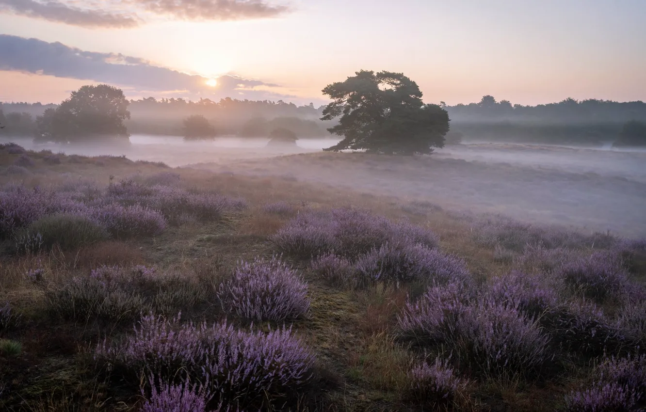 Photo wallpaper field, trees, fog, morning, Heather