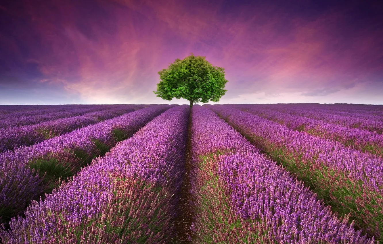 Photo wallpaper field, sunset, tree, lavender