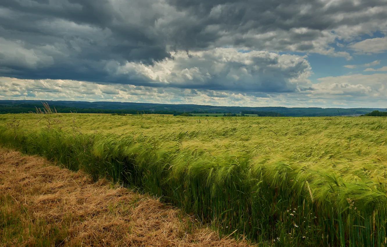 Photo wallpaper field, summer, the sky, rye, ears, cereals, rye field