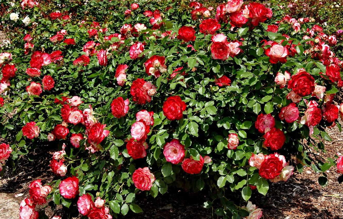 Photo wallpaper summer, Bush, roses, red, buds, flowering