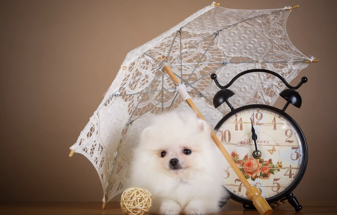 Photo wallpaper watch, umbrella, puppy