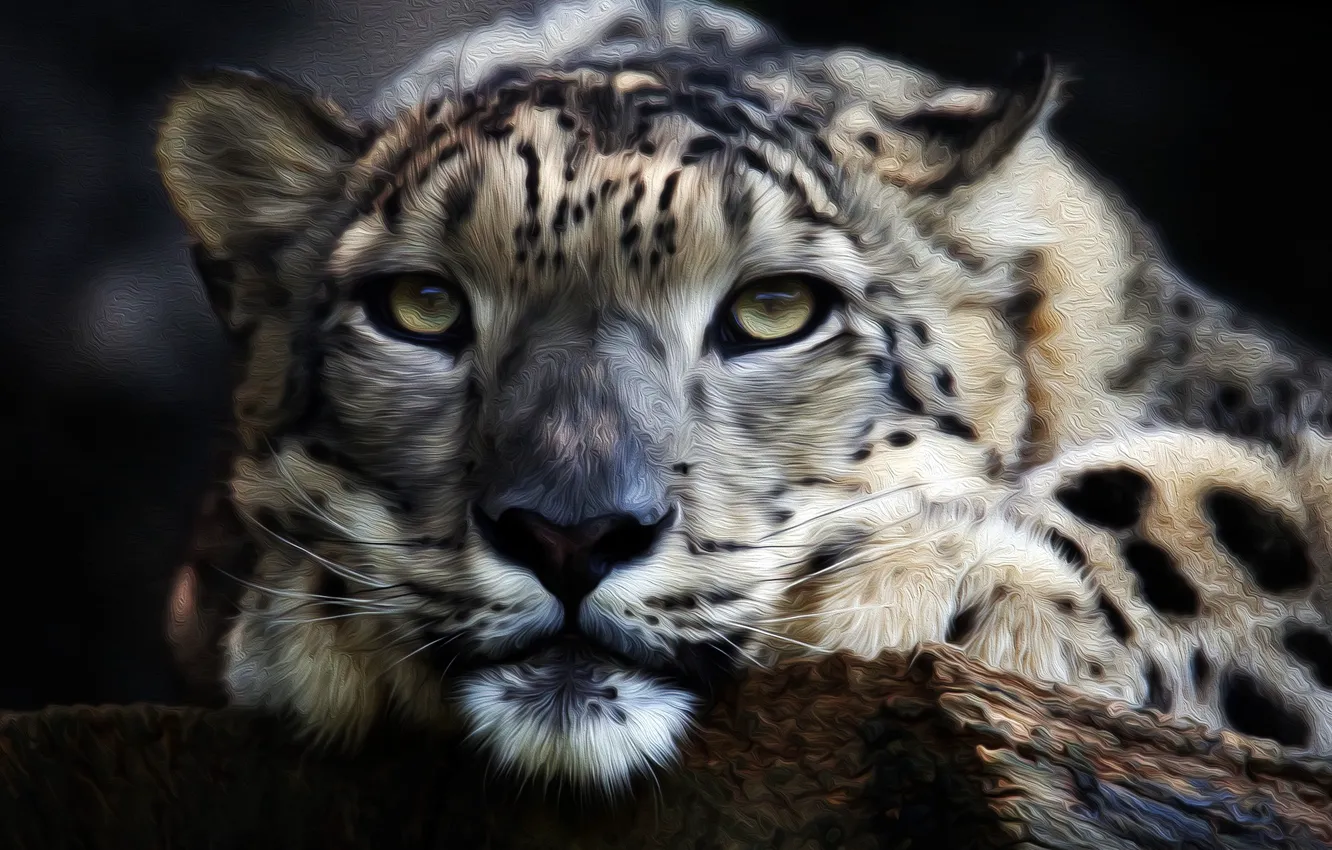 Photo wallpaper predator, IRBIS, snow leopard, snow leopard