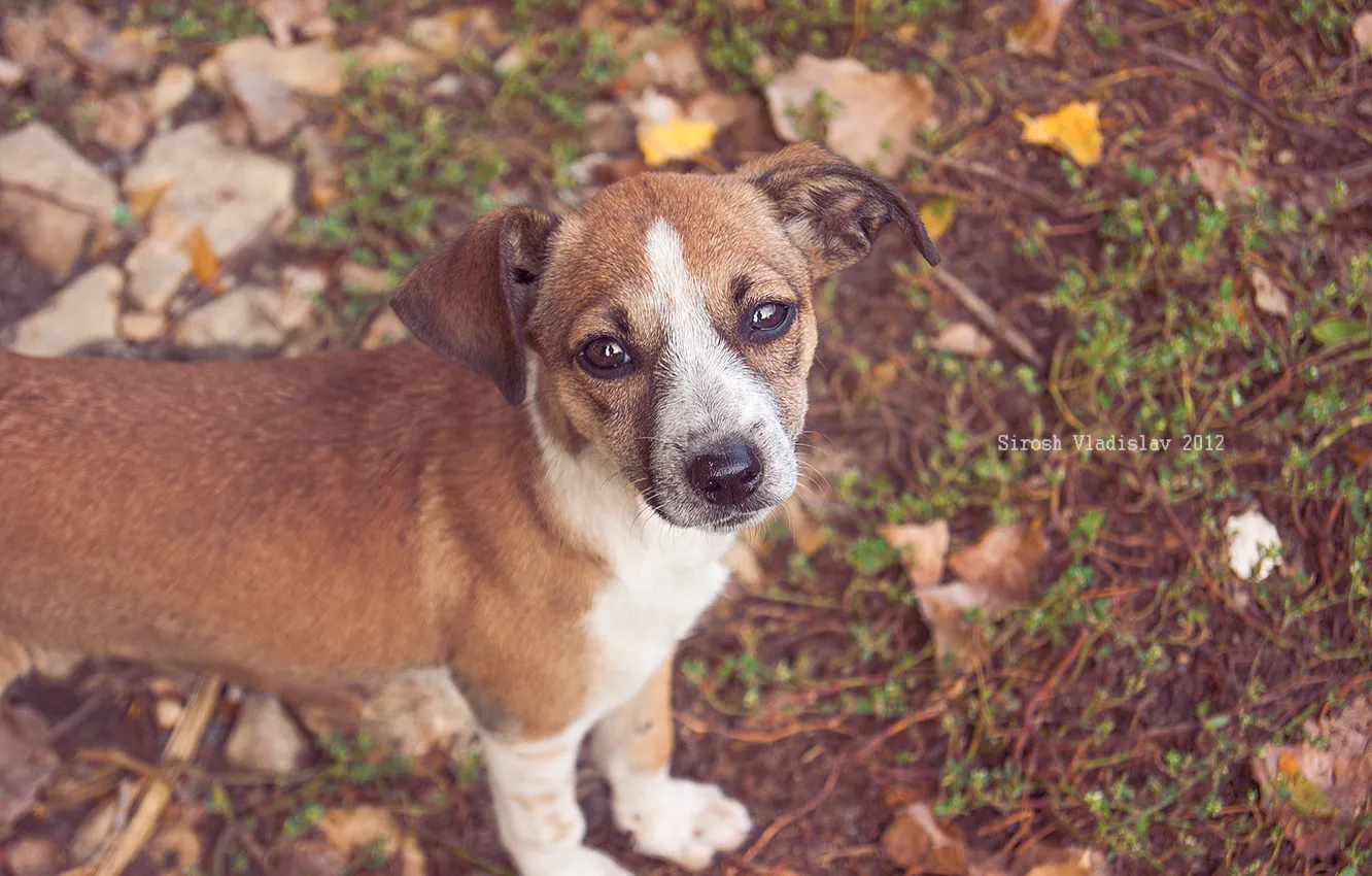 Photo wallpaper dog, dog, Fido