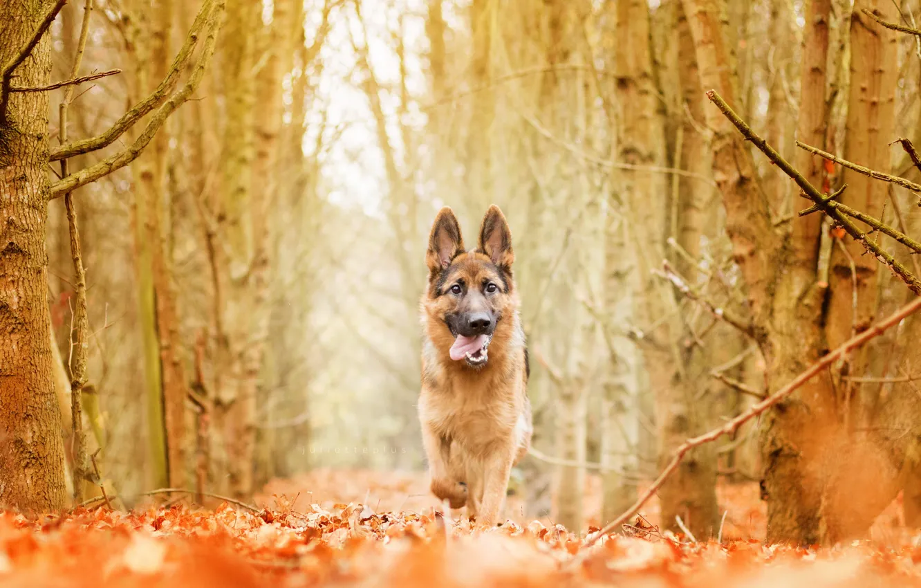Photo wallpaper autumn, each, dog