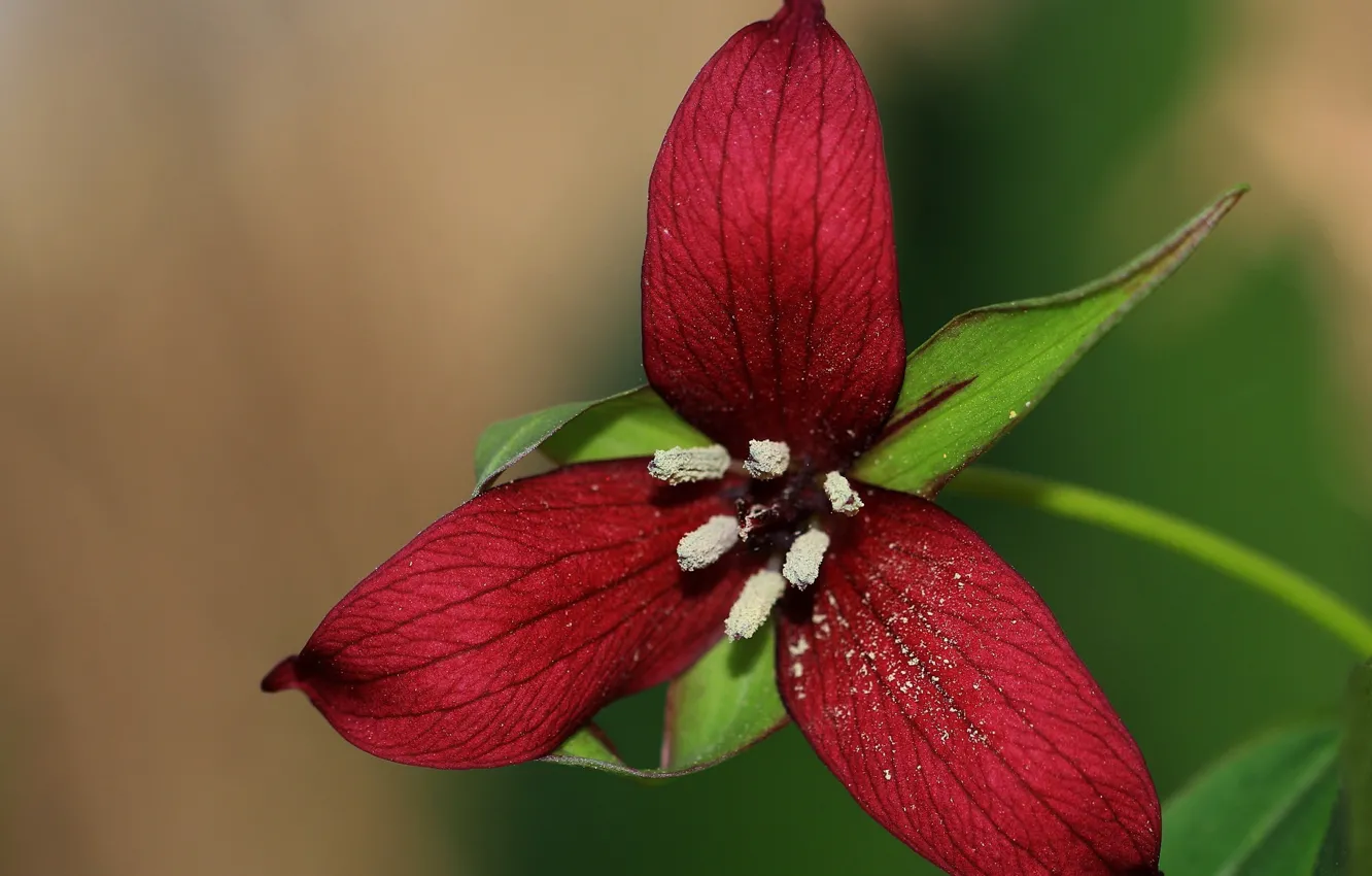 Photo wallpaper macro, background, petals, TRILLIUM