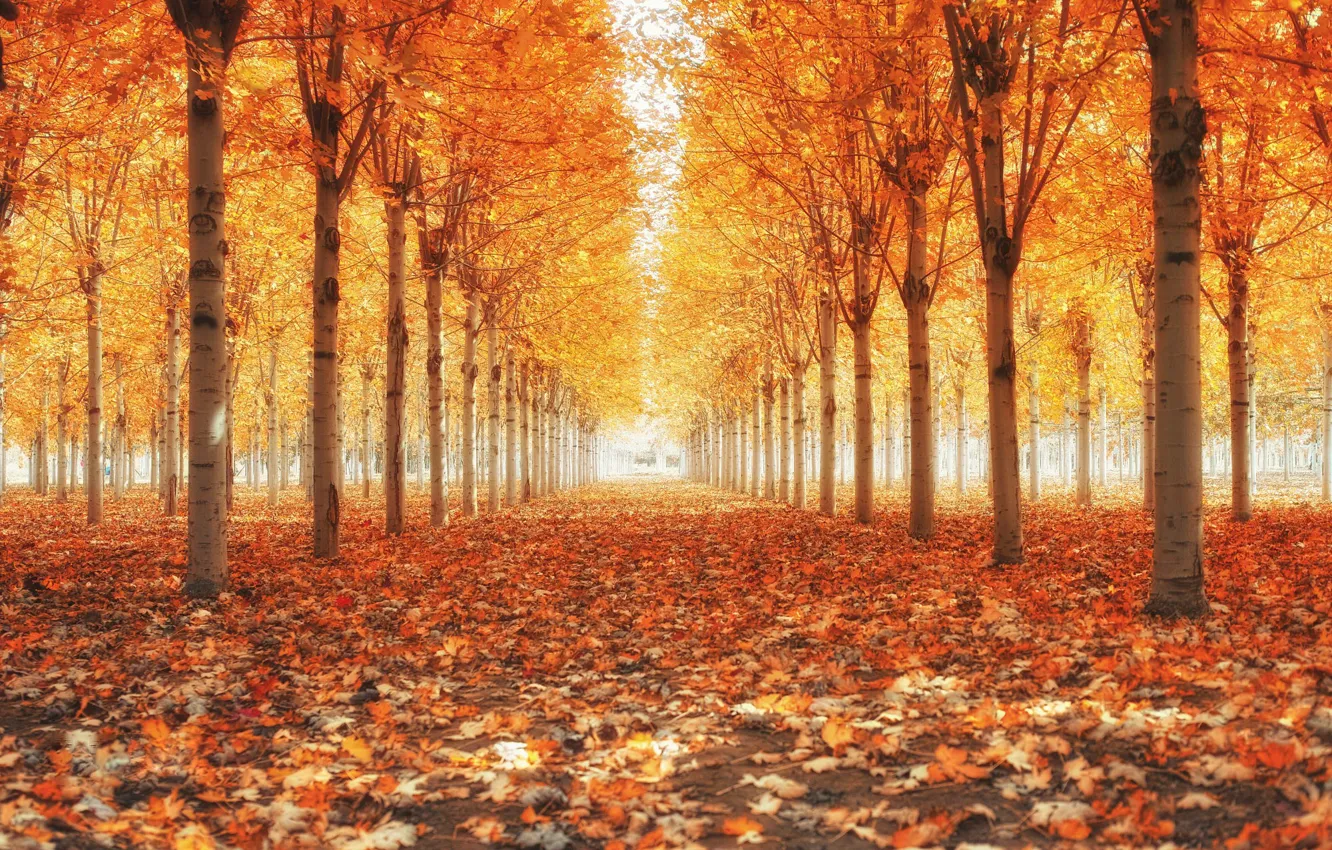 Photo wallpaper falling leaves, Golden autumn, alley in the Park