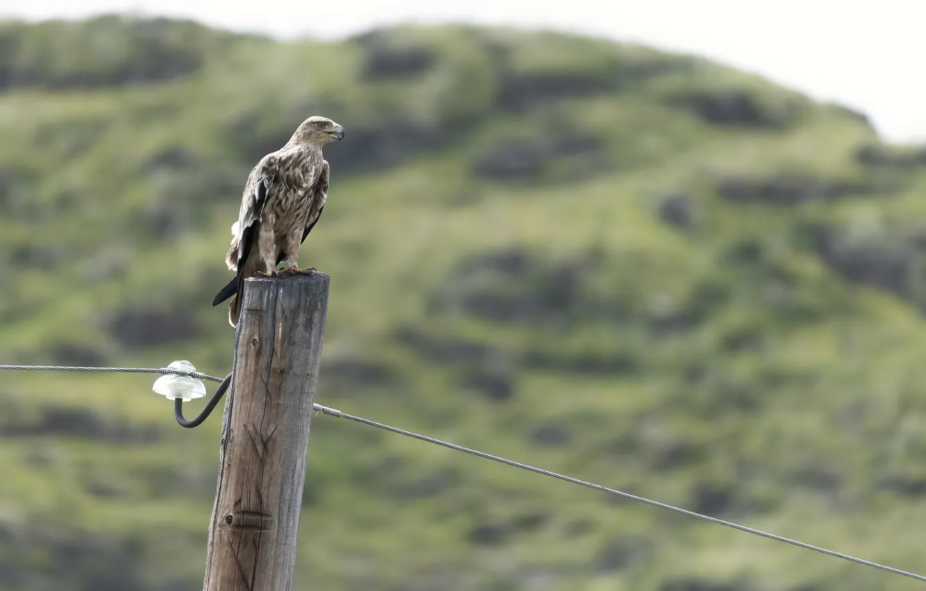 Photo wallpaper posts, wire, beak, bokeh, bird of prey, Andreeva Svetlana, Korshun burial ground