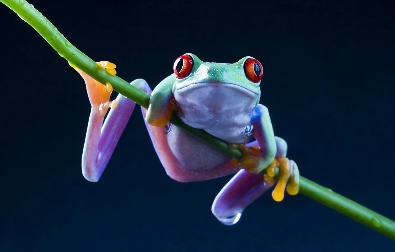 Photo wallpaper colored, frog, the sprout