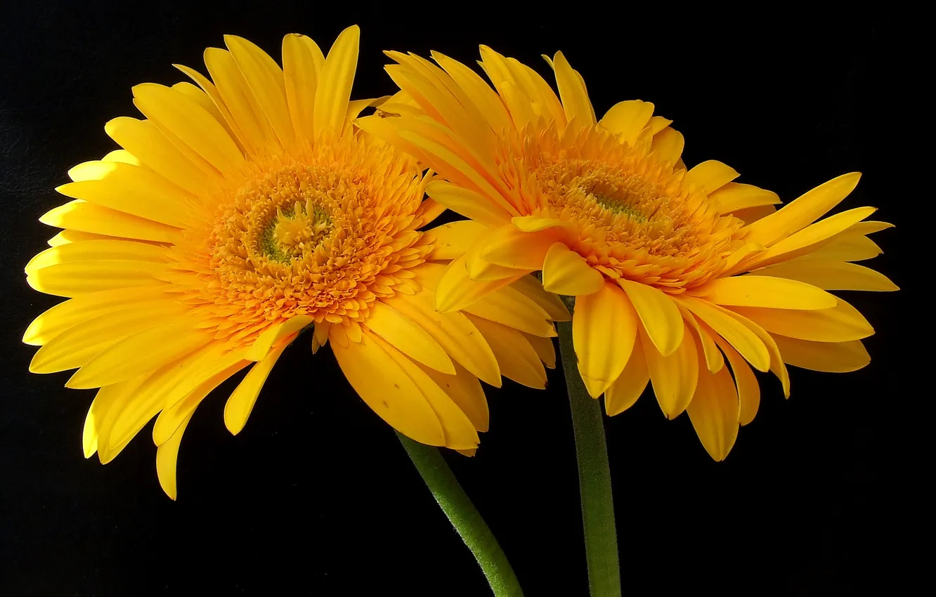 Photo wallpaper flowers, nature, petals, stem