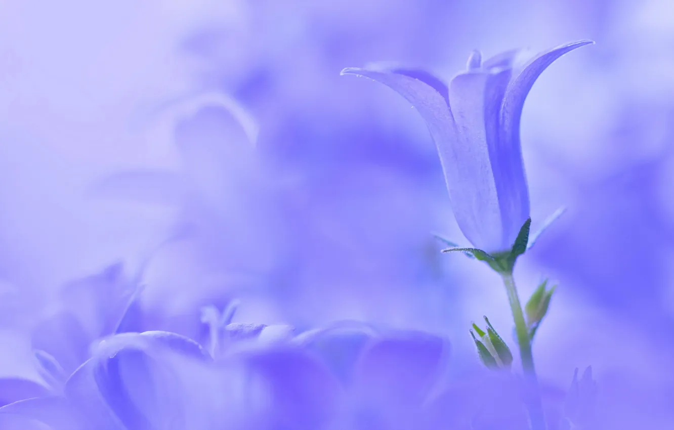 Photo wallpaper macro, flowers, nature