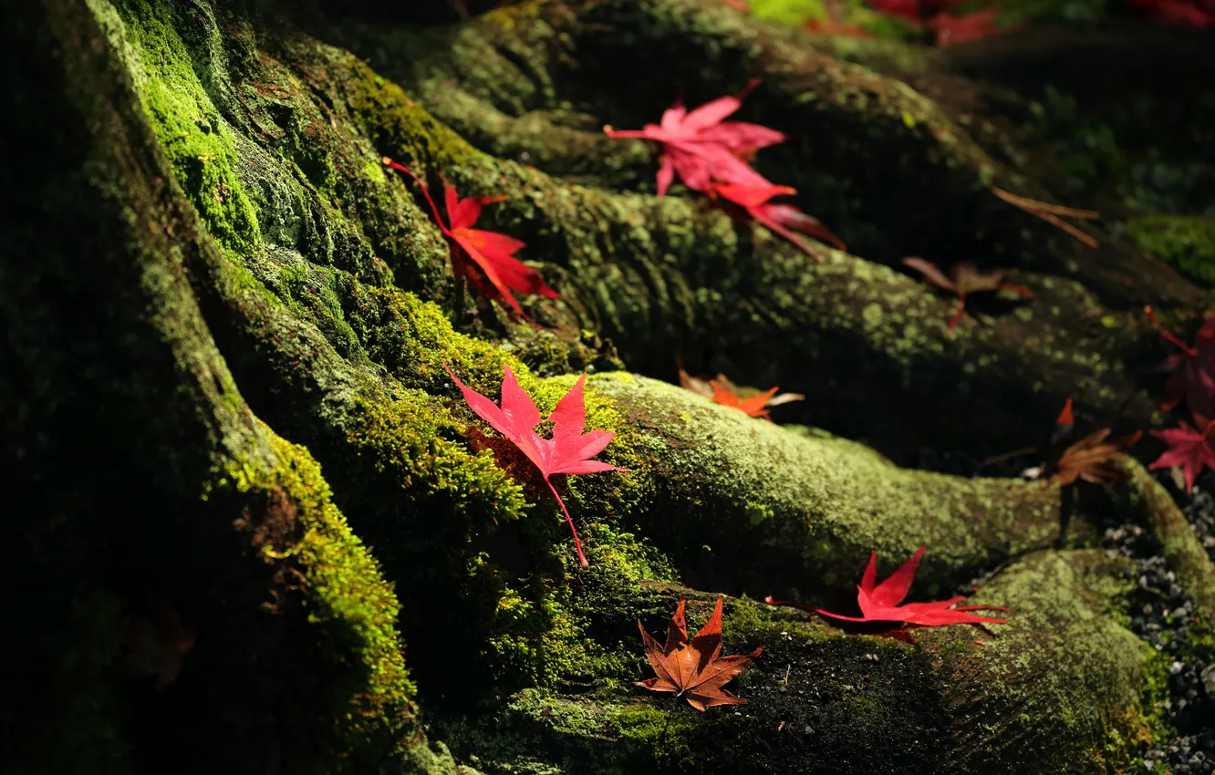Photo wallpaper autumn, leaves, nature, tree