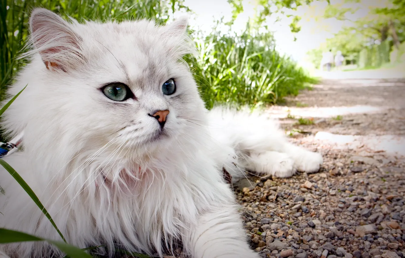 Photo wallpaper cat, summer, look