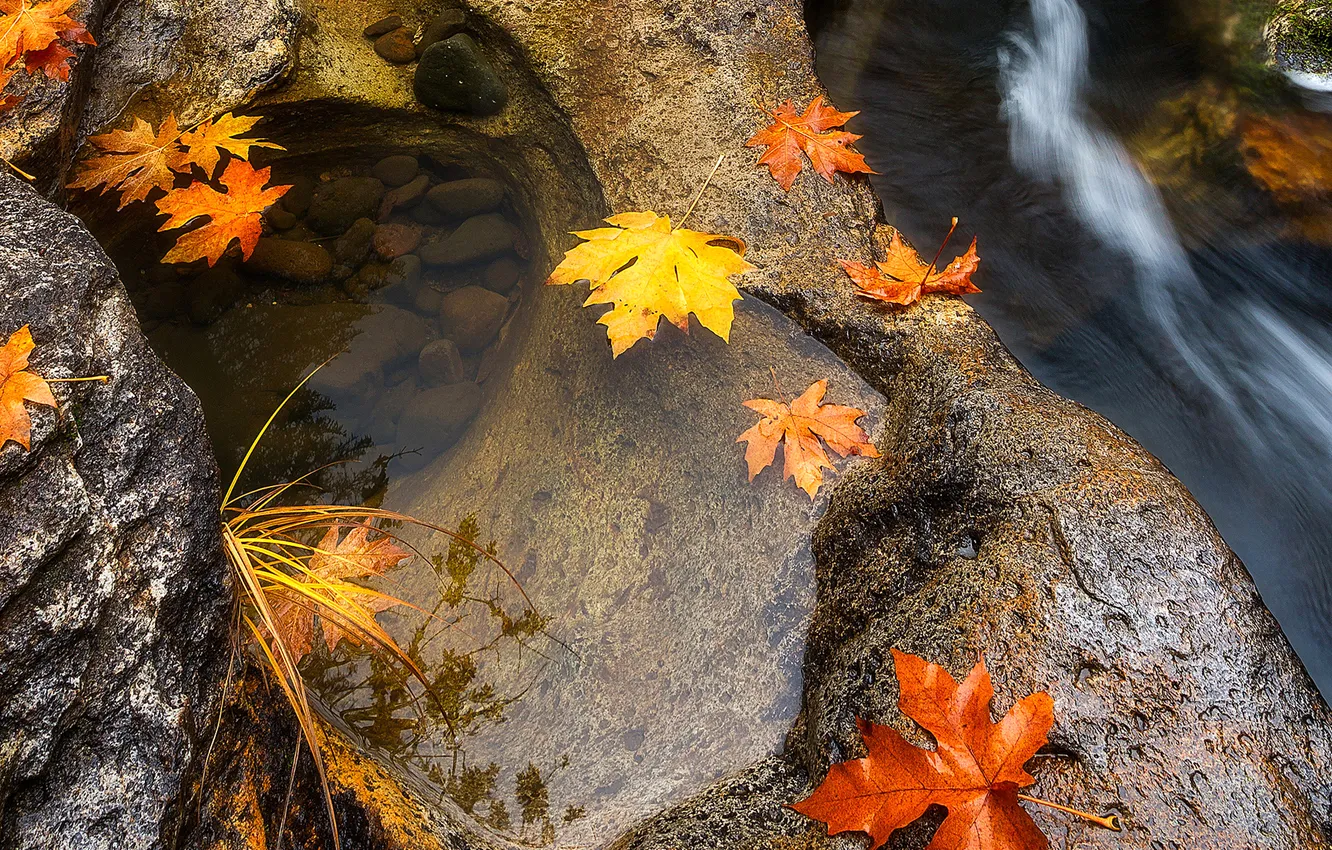Photo wallpaper autumn, leaves, water, macro, stones