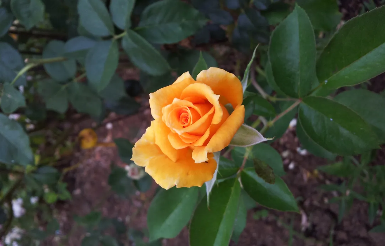 Photo wallpaper leaves, roses, petals, the bushes