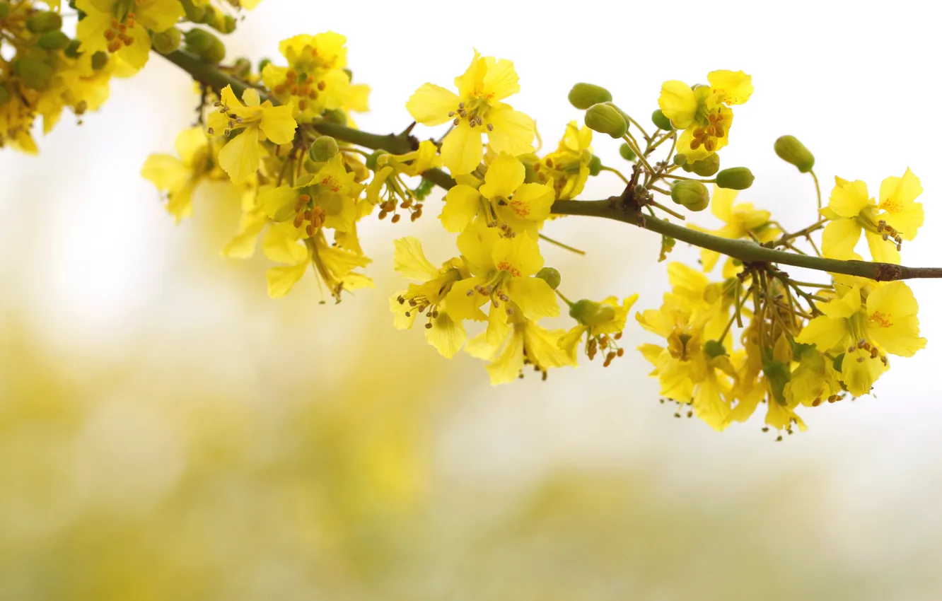 Photo wallpaper trees, flowers, branches, spring