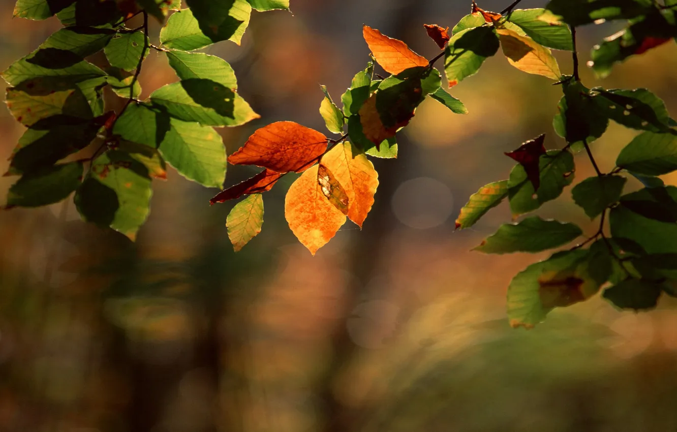Photo wallpaper orange, green, glare, branch, the beginning of autumn, with leaves