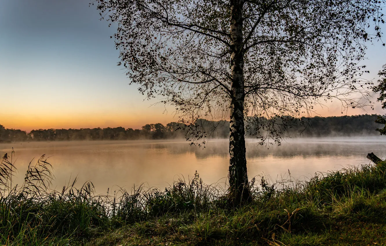 Photo wallpaper forest, lake, shore, birch