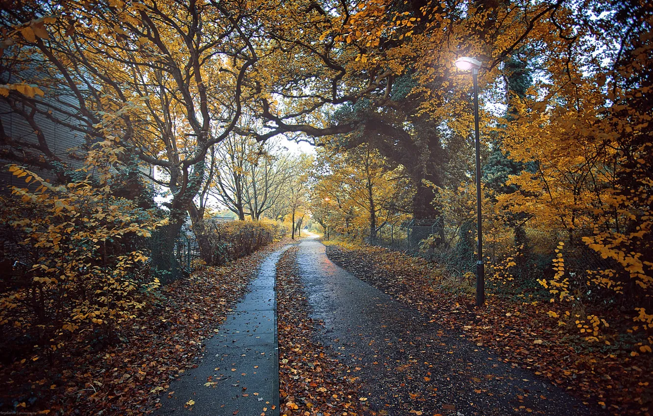 Photo wallpaper road, autumn, leaves, trees, Park, mood, lights, path