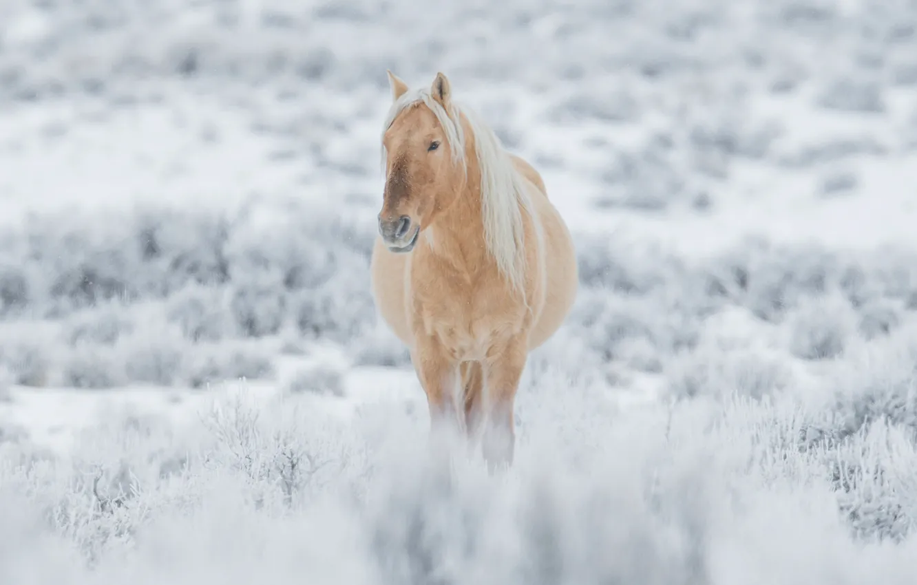 Photo wallpaper winter, snow, horse, horse