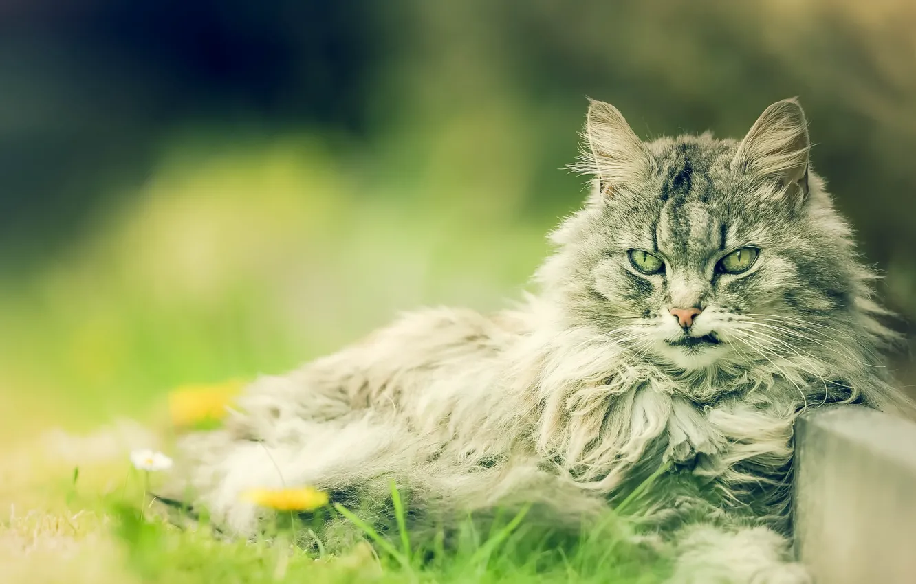 Photo wallpaper cat, look, background