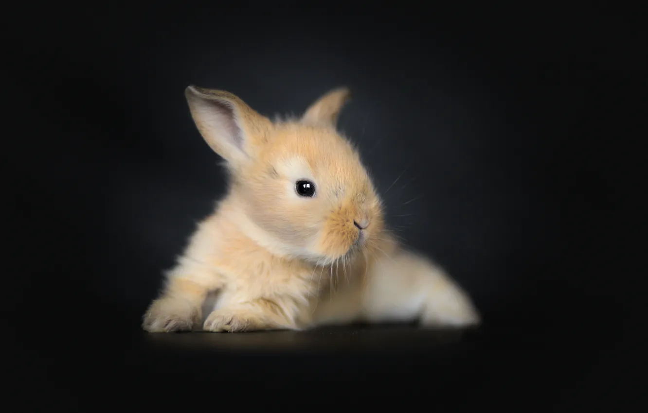 Photo wallpaper rabbit, baby, black background, rabbit