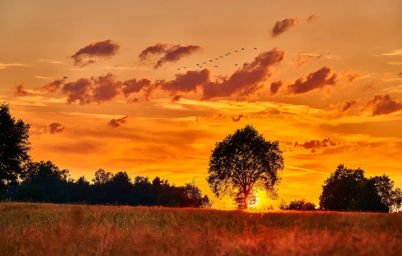 Photo wallpaper summer, landscape, sunset, three