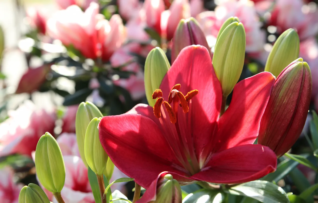 Photo wallpaper red, Lily, garden, buds