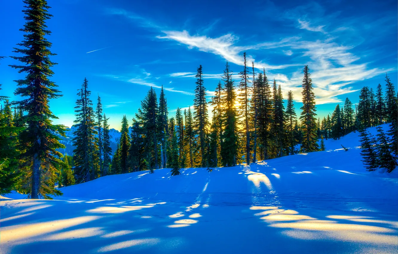 Photo wallpaper winter, forest, the sky, snow, trees, landscape, sunset, spruce