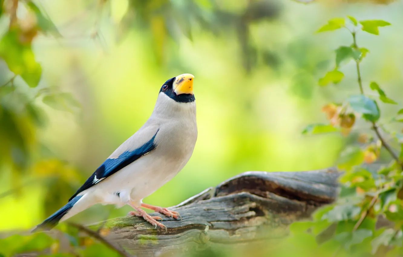 Photo wallpaper leaves, trees, bird, Wallpaper from lolita777