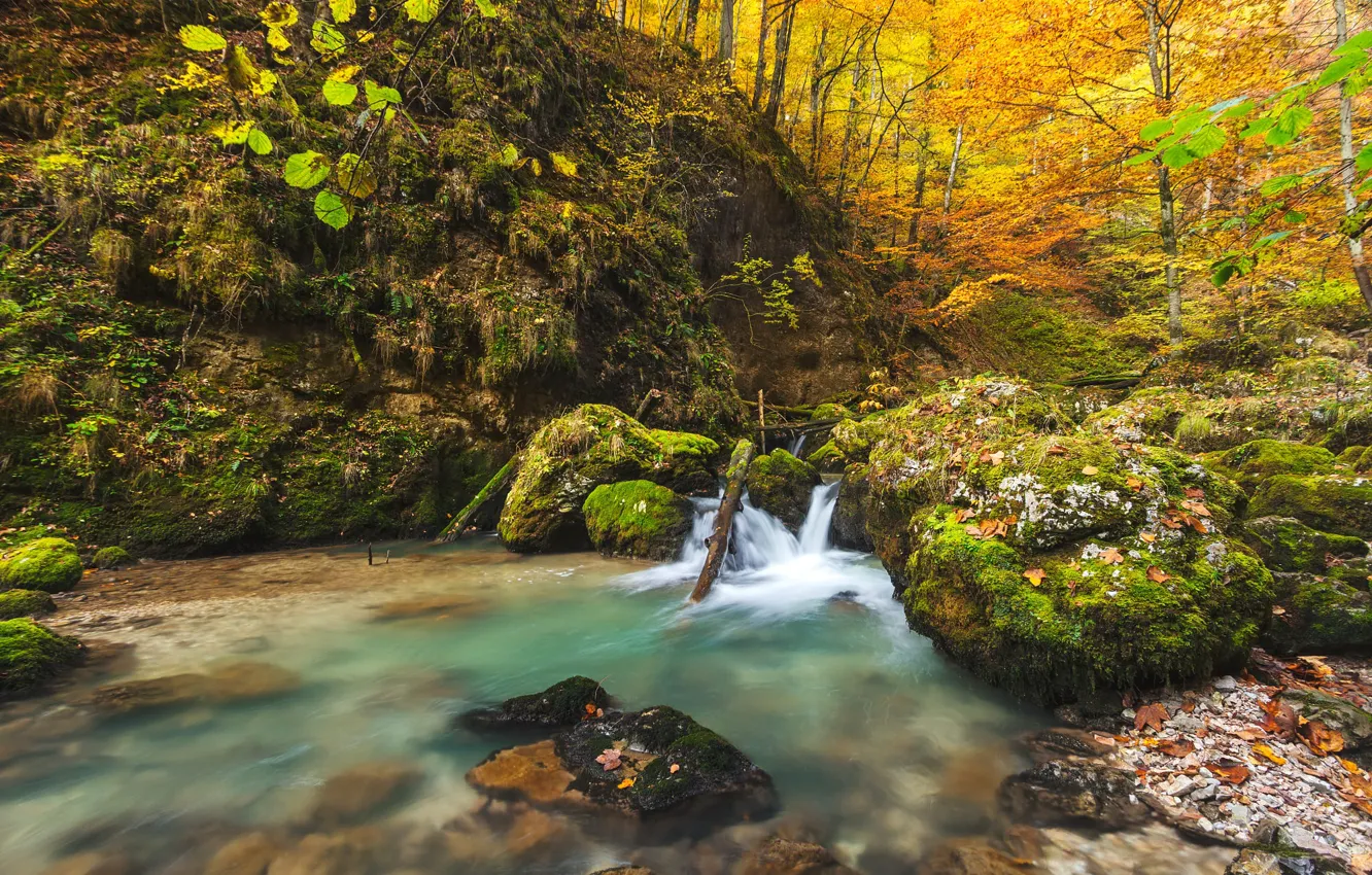 Photo wallpaper forest, branches, nature, stones, shore, foliage, waterfall, the colors of autumn