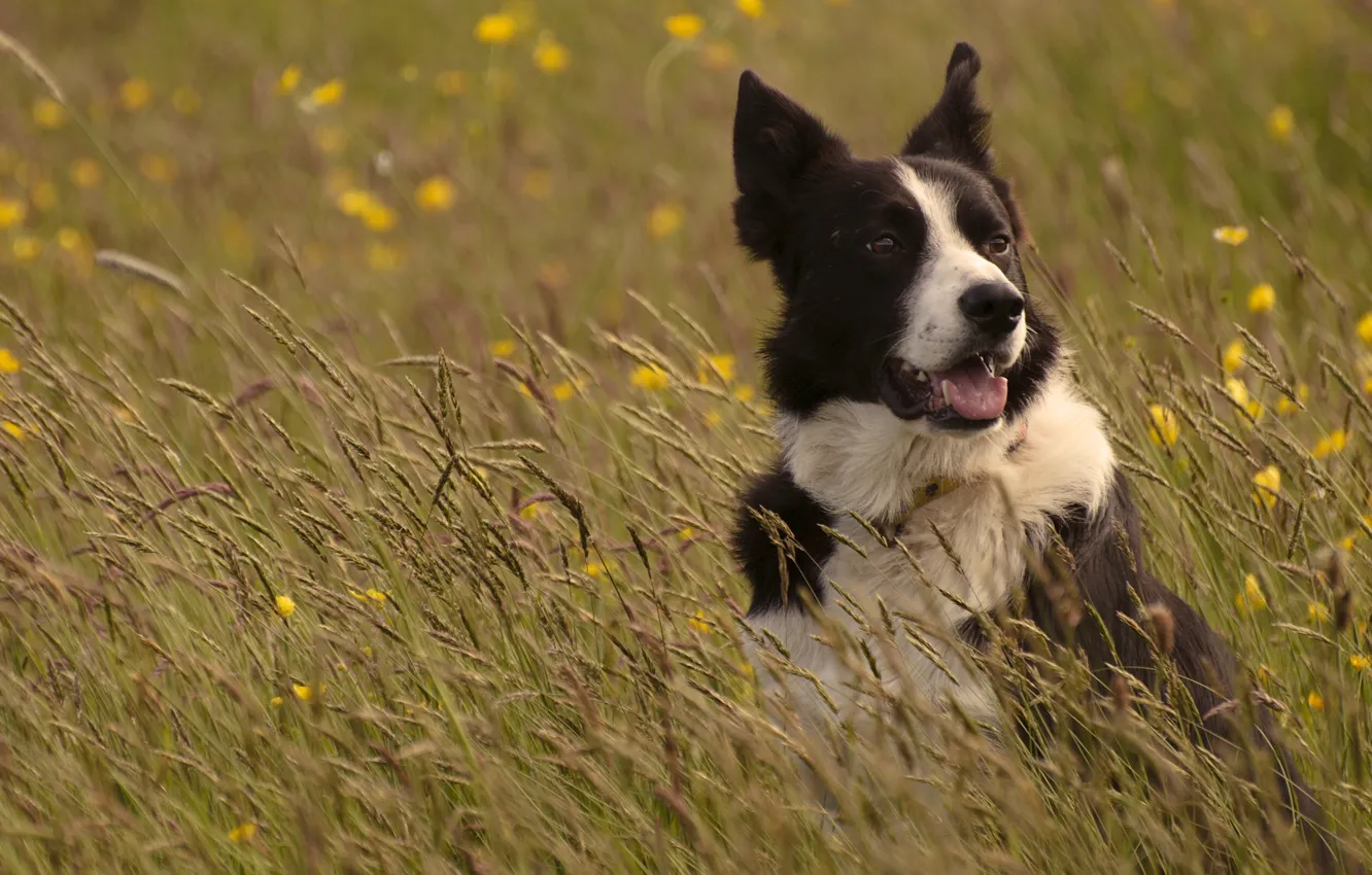 Photo wallpaper grass, dog, meadow, the border collie
