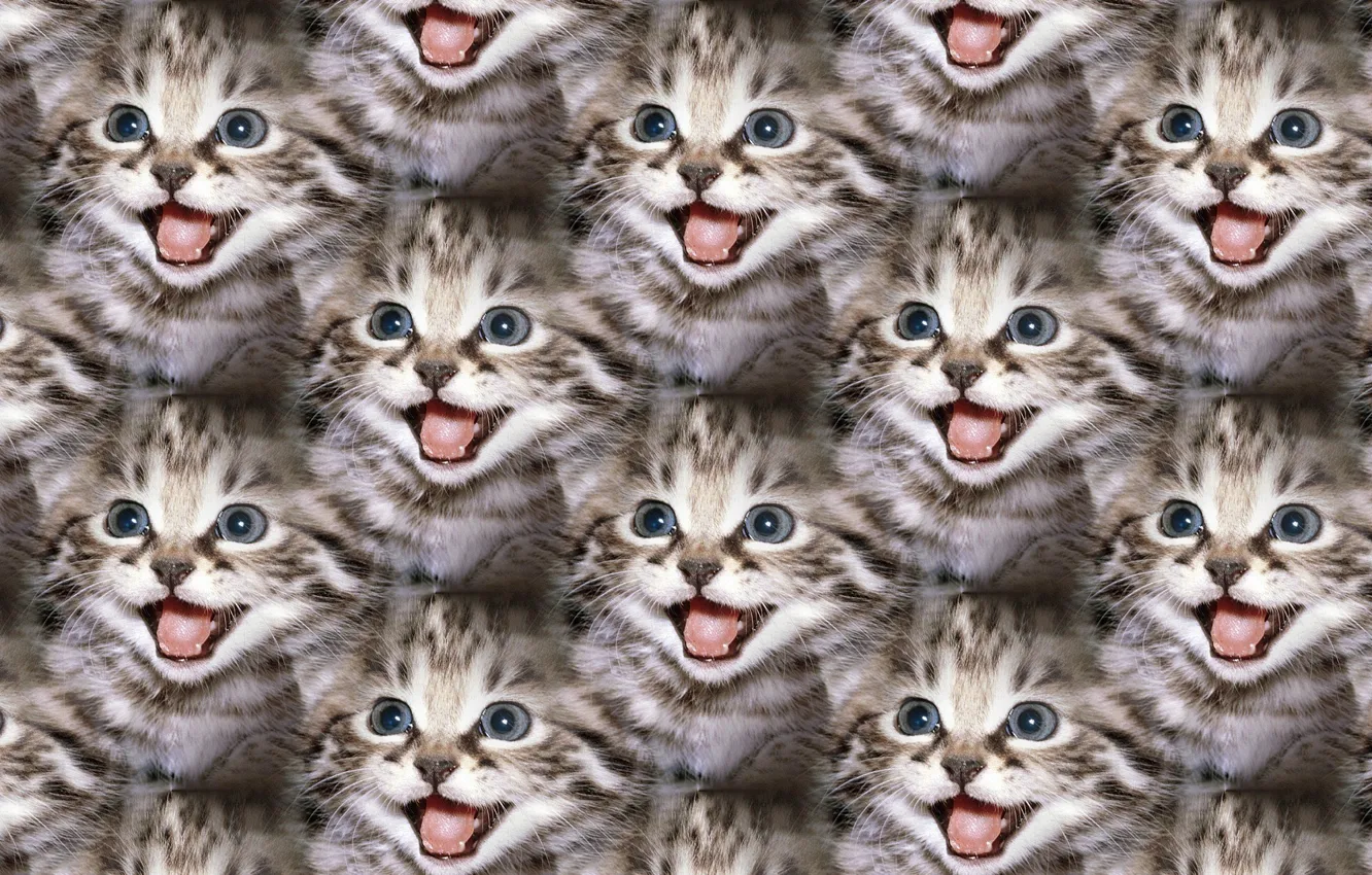 Photo wallpaper texture, baby, kitty