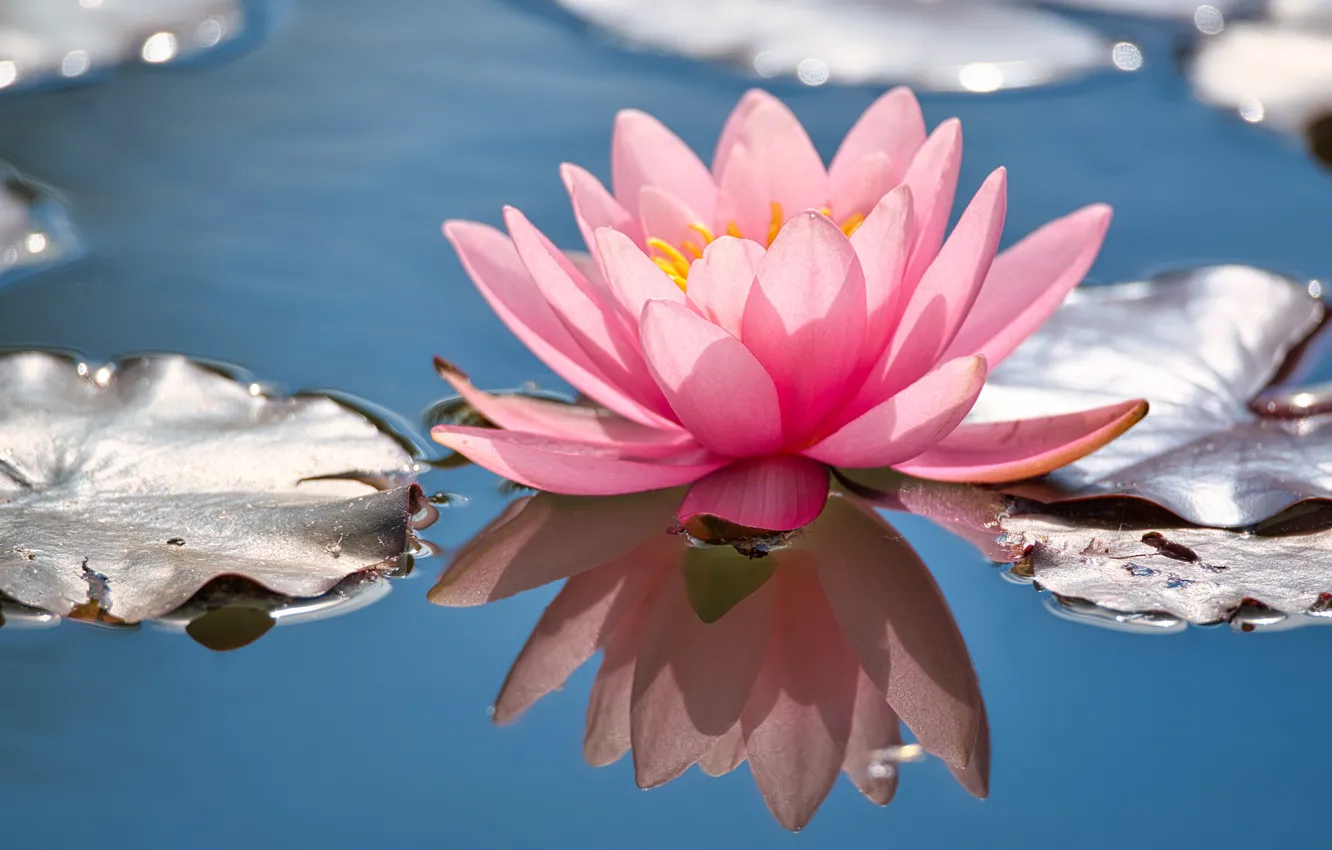 Photo wallpaper flower, leaves, pond, reflection, pink, Lily, Nymphaeum, water Lily