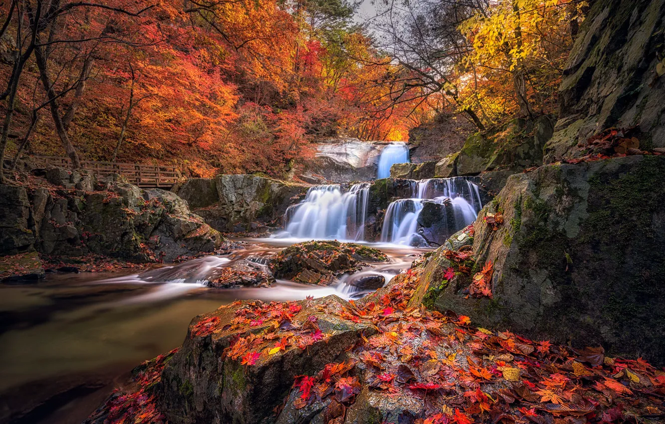 Photo wallpaper autumn, forest, trees, branches, stones, rocks, shore, foliage