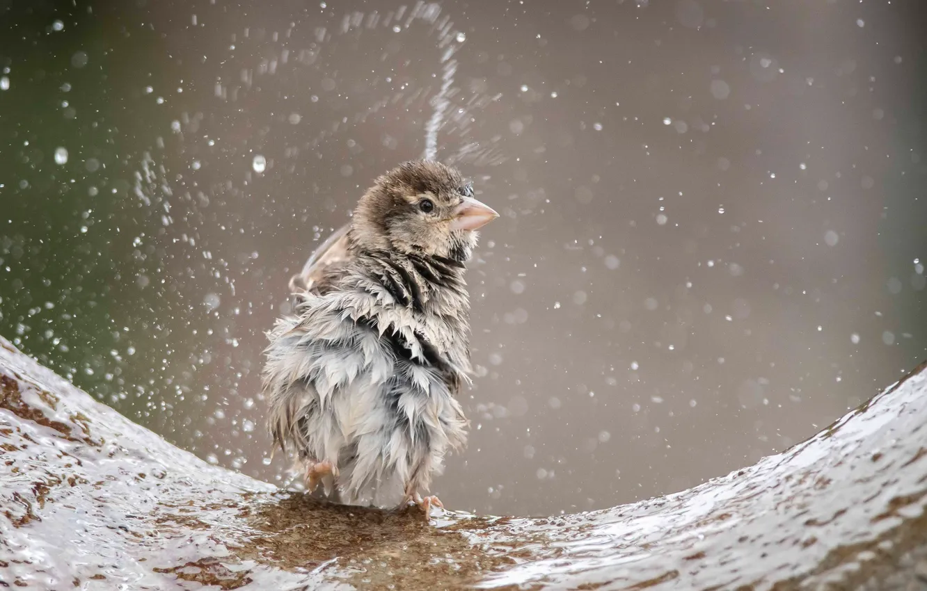 Photo wallpaper water, squirt, bird, Sparrow, ruffled